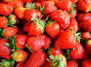 fragaria-vesca