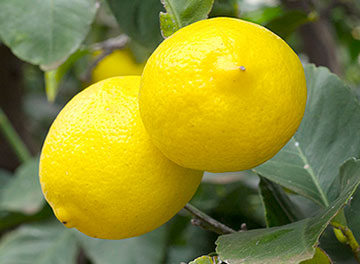 limones