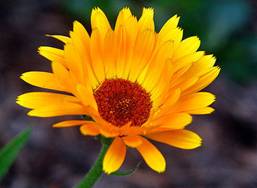 calendula